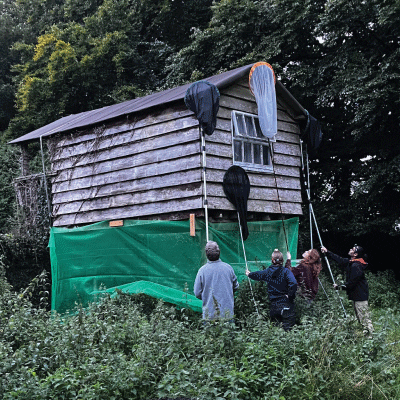 Bat survey team conducting an assessment