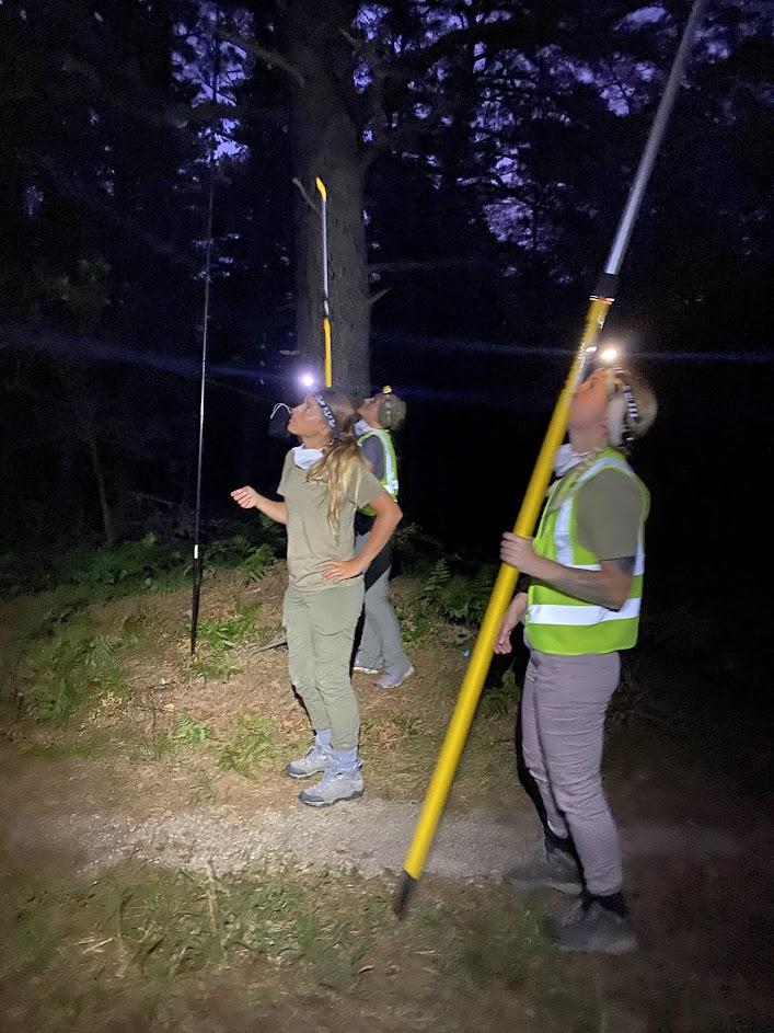 Bat survey in progress